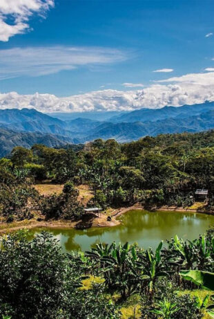 bosques de neblina 22