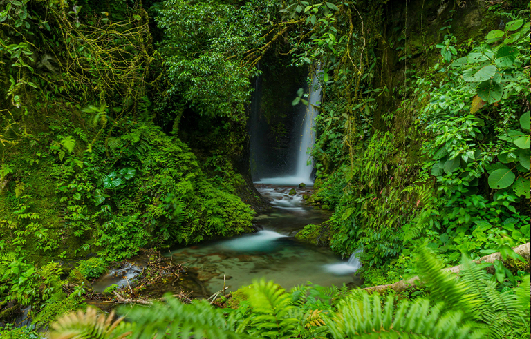 Agua Flor (San Ramón)