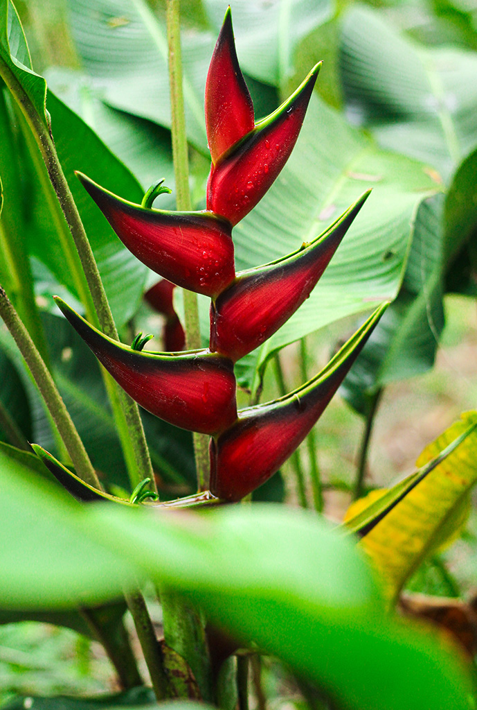 ruta-heliconia-2